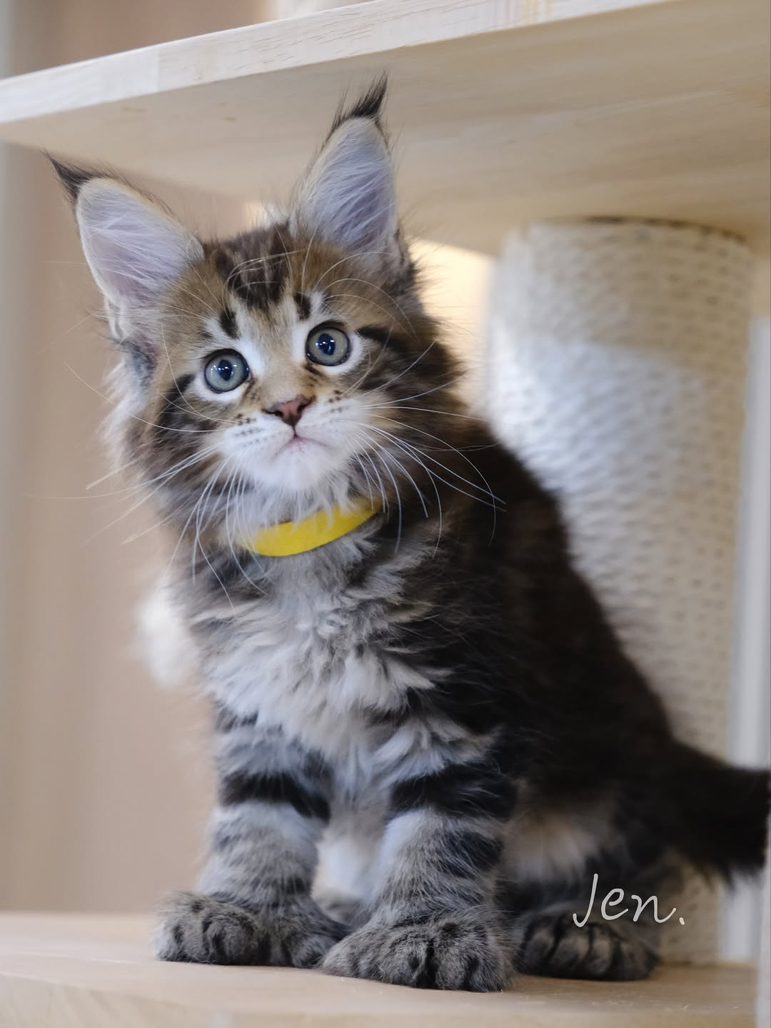 香港brown tabby緬因貓 Bownie｜Meowofjen