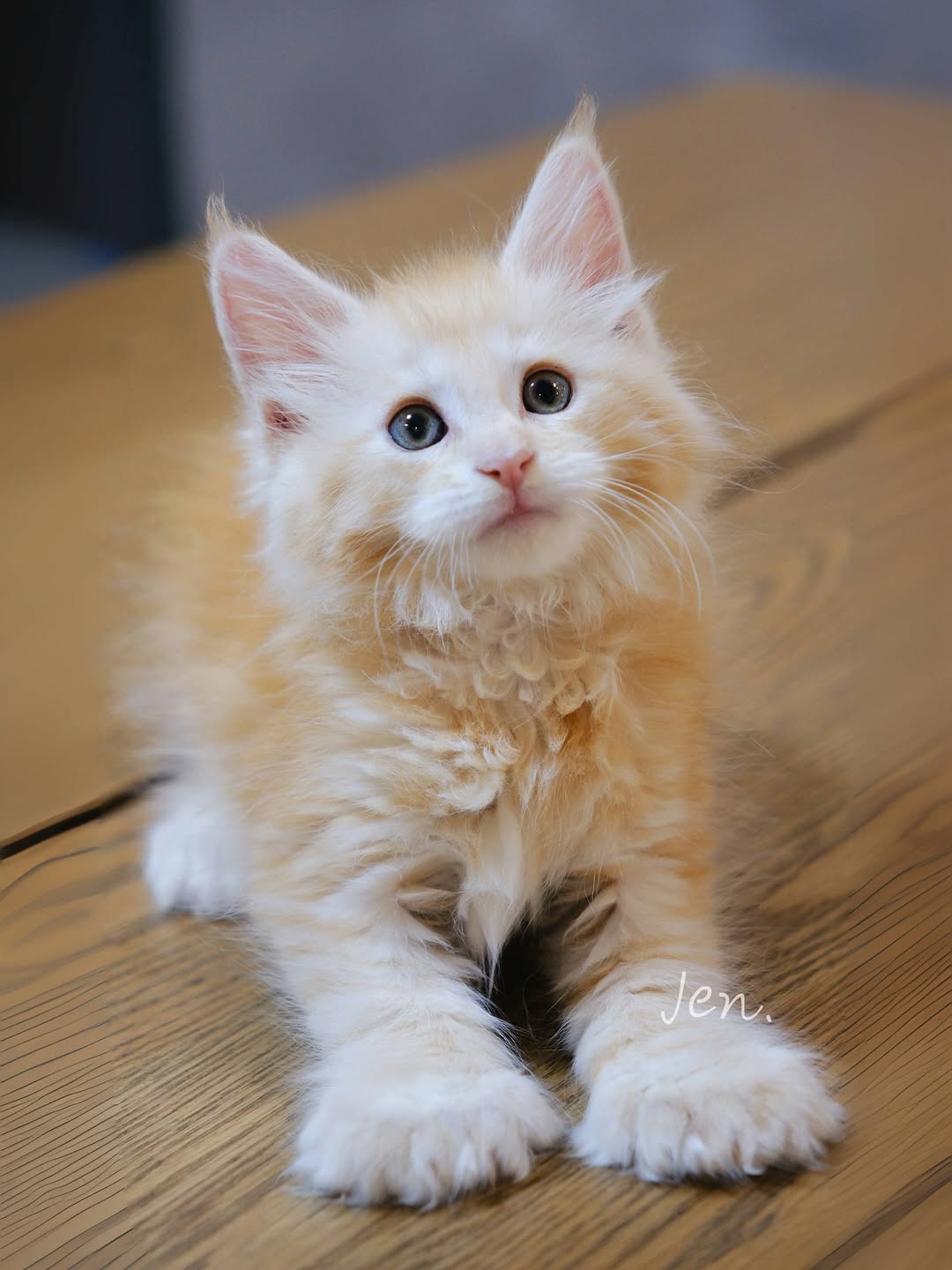 香港Cameo緬因貓 Cookie｜Meowofjen