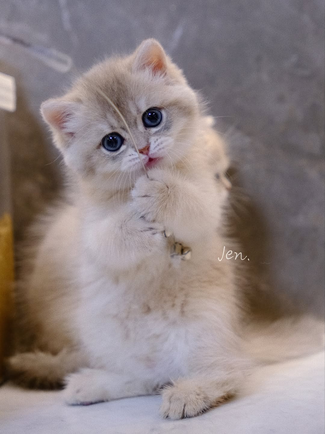 香港藍金英短 餅餅｜Meowofjen
