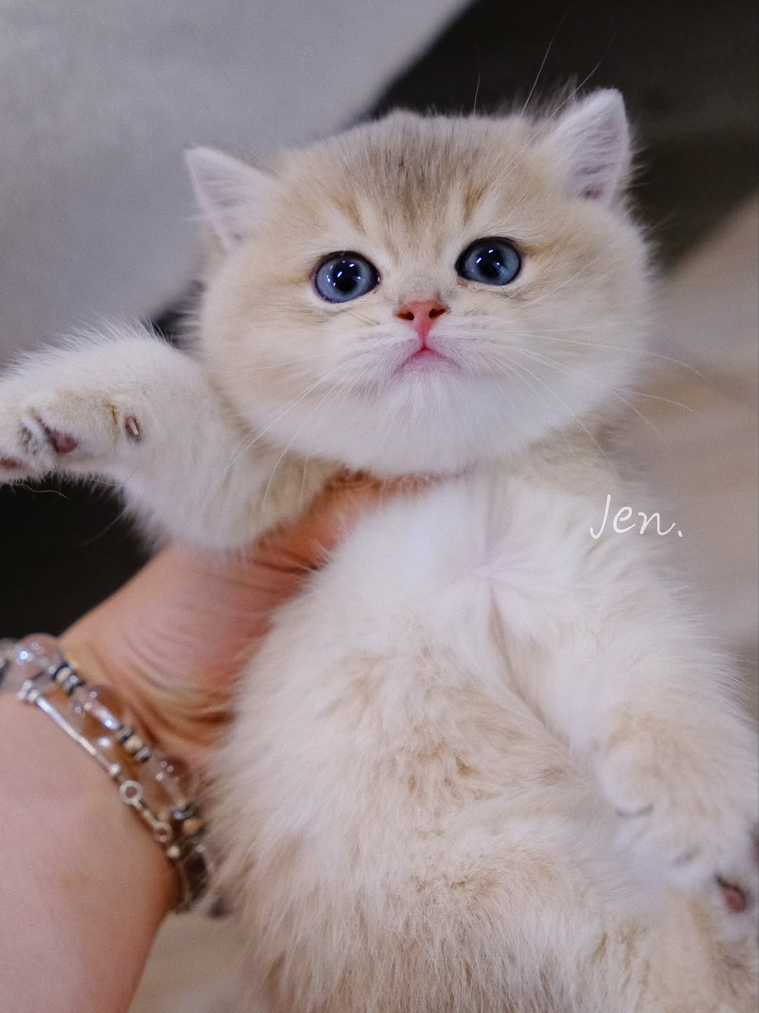 香港藍金英短 B25｜Meowofjen