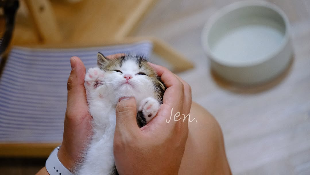 香港金加白曼基康 芋圓｜Meowofjen
