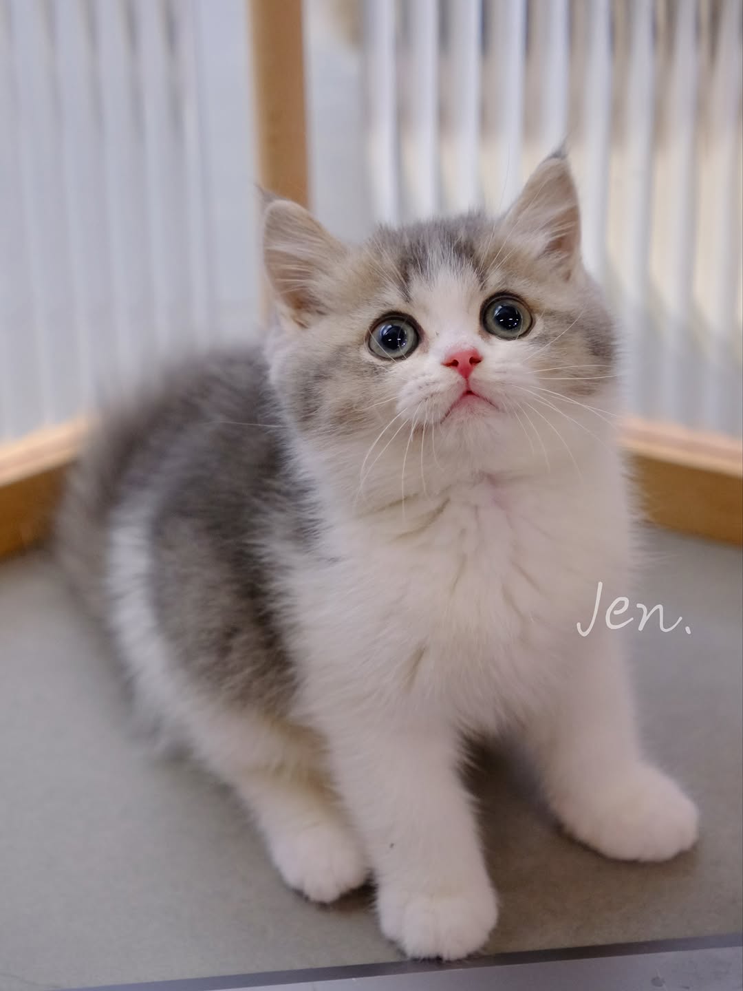 香港藍金加白英短 B28｜Meowofjen