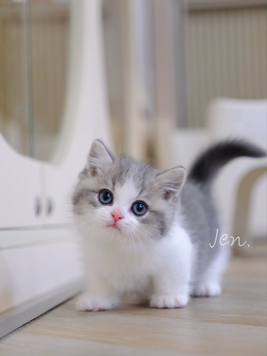 香港藍金加白曼基康 麥花奶｜Meowofjen