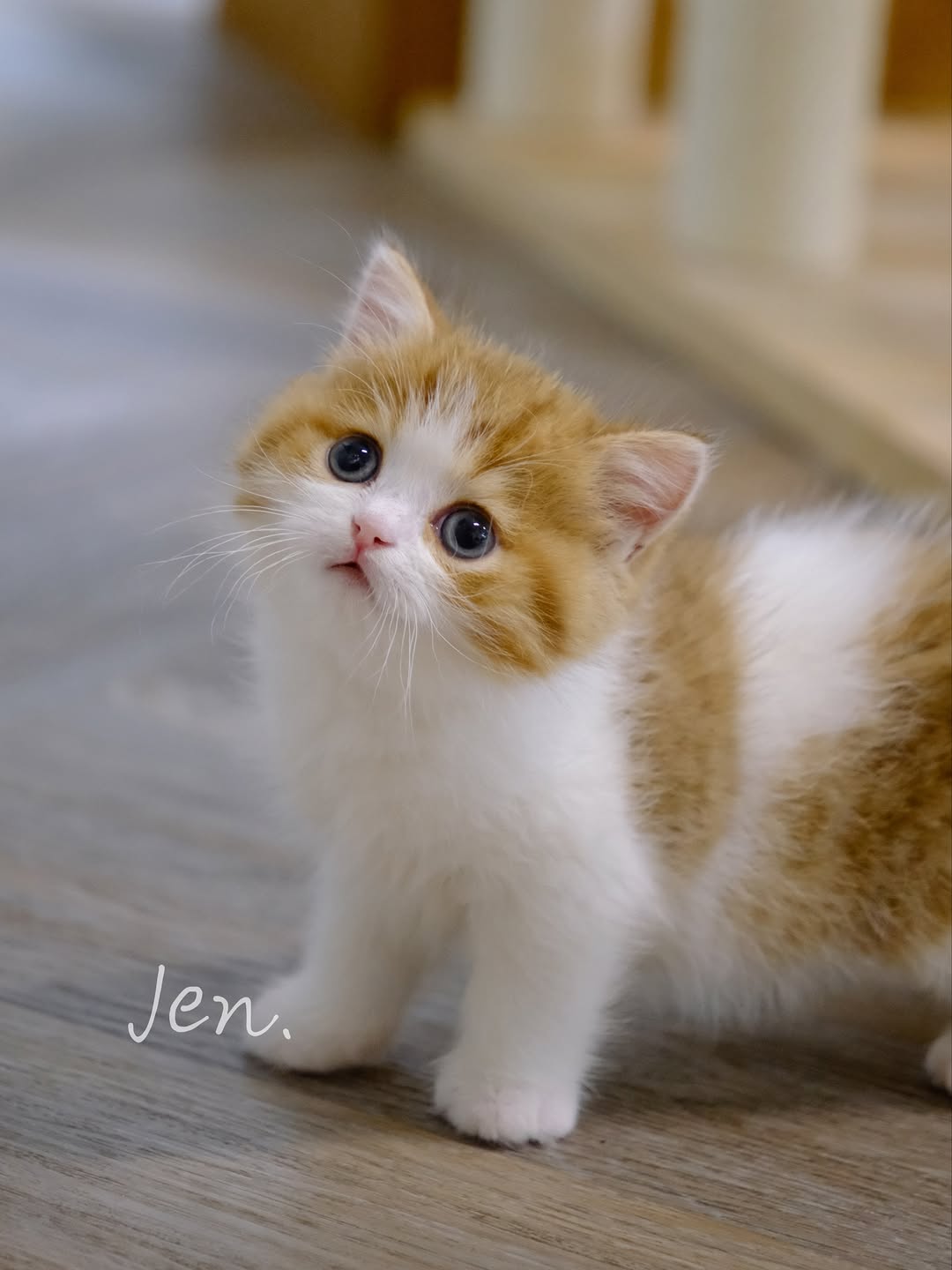 香港金加白英短 麥花生｜Meowofjen
