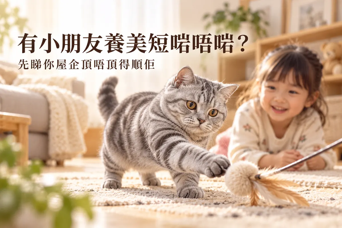 美短性格｜有小朋友嘅家庭適唔適合？玩樂同相處要注意咩｜Meowofjen 養貓學院
