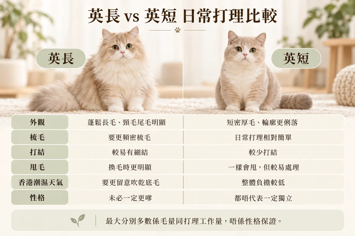 英長 vs 英短｜養落最大分別，通常係長毛打理有幾多 配圖