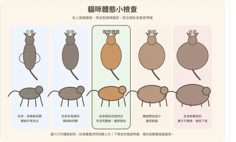 貓咪體態小檢查：太瘦、偏瘦、理想體態、偏圓及過重對照