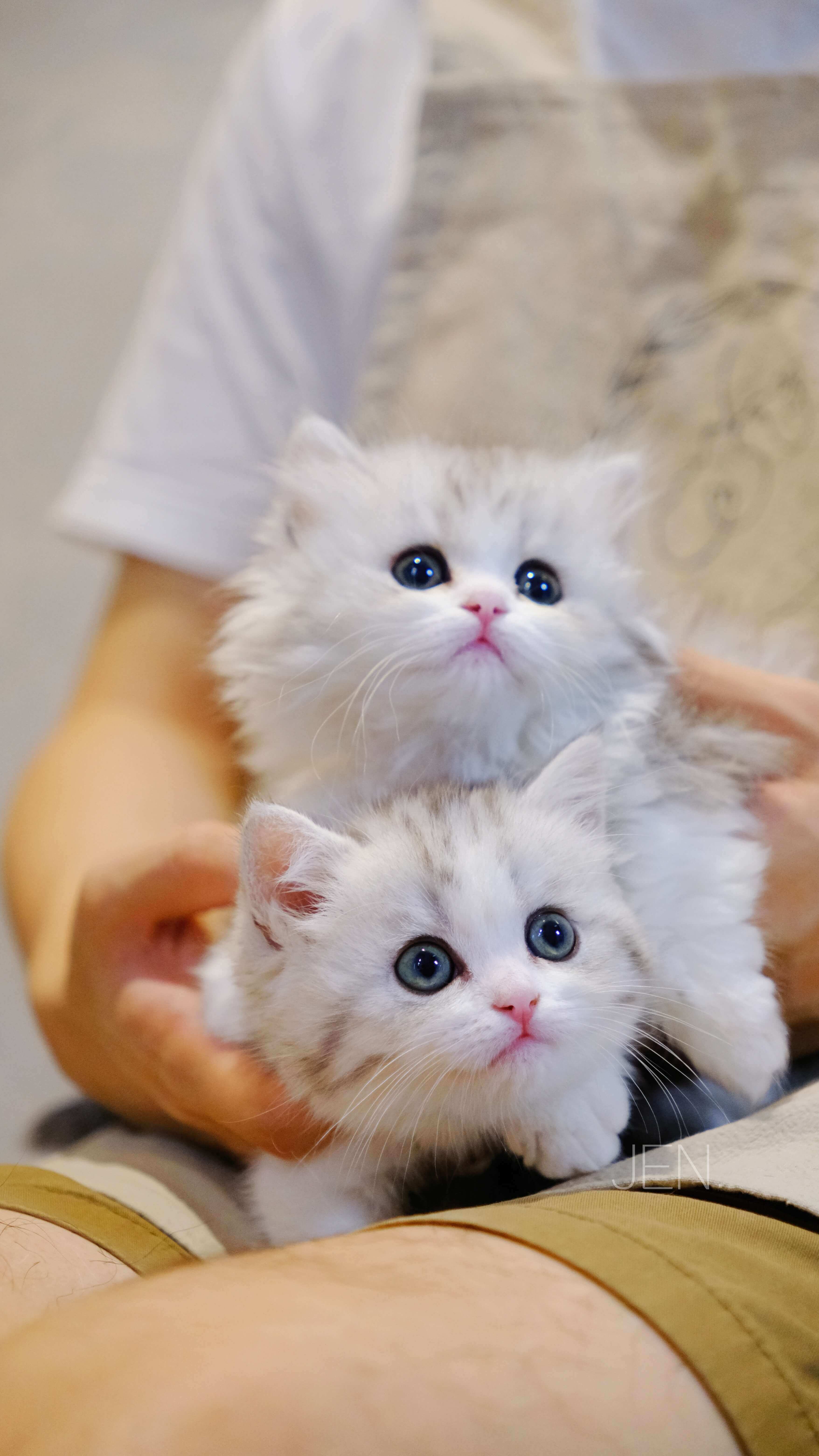 Meowofjen 幼貓